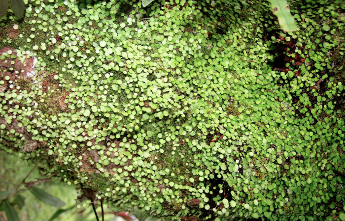 Figura 11. Plantas hospederas <i> Peperomia matlalucaensis</i></i> (Piperaceae), una de las plantas donde se alimenta la larva de <i>Eusarca minucia</i></i> (Geometridae).
