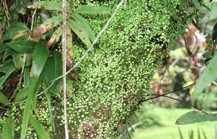 Figura 12. Plantas hospederas <i> Peperomia matlalucaensis</i></i> (Piperaceae), una de las plantas donde se alimenta la larva de <i>Eusarca minucia</i></i> (Geometridae).
