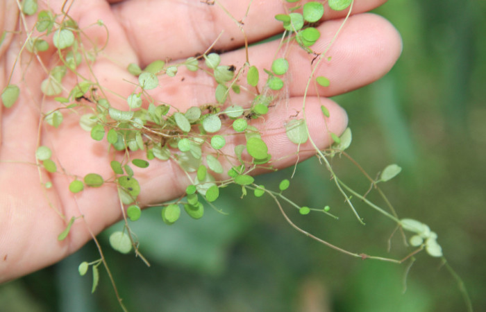 Figura 13. Plantas hospederas <i> Peperomia matlalucaensis</i></i> (Piperaceae), una de las plantas donde se alimenta la larva de <i>Eusarca minucia</i></i> (Geometridae).