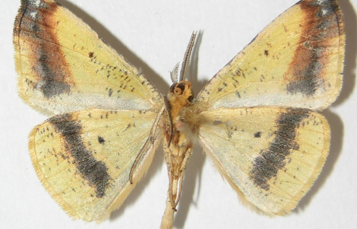 Figura 14. Adulto de <i>Eusarca minucia</i></i> (Geometridae) mide 27 milímetros, posición ventral parte enfocada el abdomen y alas. Voucher: 10-SRNP-70007-DHJ521379.