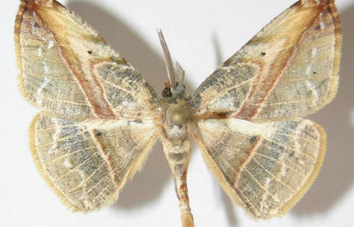 Figura 15. Adulto de <i>Eusarca minucia</i></i> (Geometridae) mide 27 milímetros, posición dorsal parte enfocada el tórax y alas. Voucher: 10-SRNP-70007-DHJ521378.