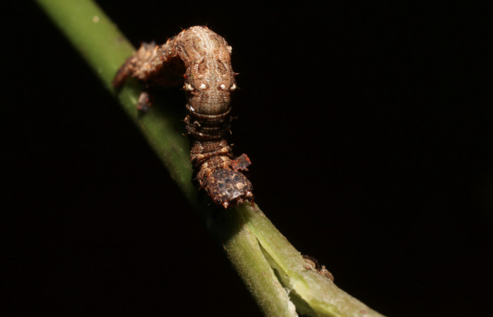 Figura 17. Larva <i>Eusarca crameraria</i></i> (Geometridae), cuarto estadio posición frontal dorsal, mide 26 mm aproximadamente. Planta hospedera <i>Justicia aurea</i></i> (Acanthaceae). Voucher: 19-SRNP-67-DHJ758342.jpg.
