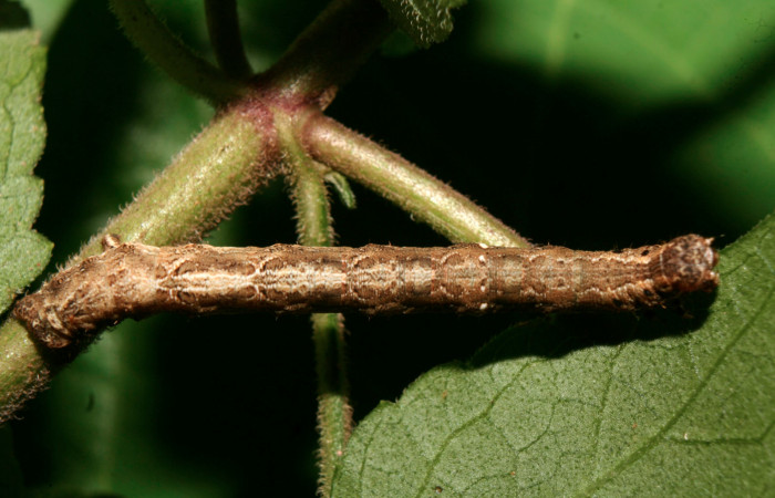 Figura 18. Larva <i>Eusarca crameraria</i></i> (Geometridae), cuarto estadio posición dorsal, mide 26 mm aproximadamente. Planta hospedera <i>Justicia aurea</i></i> (Acanthaceae). Voucher: 14-SRNP-70300-DHJ703905.jpg.