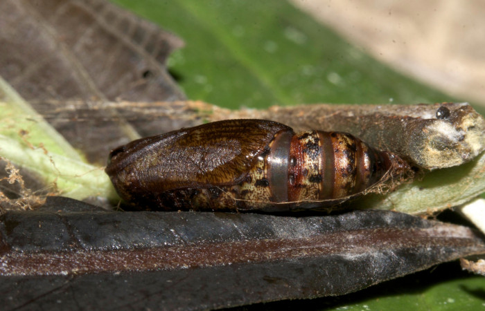 Figura 19. Pupa <i>Eusarca crameraria</i></i> (Geometridae), mide 16 mm aproximadamente. Voucher: 19-SRNP-30332-DHJ749699.jpg.