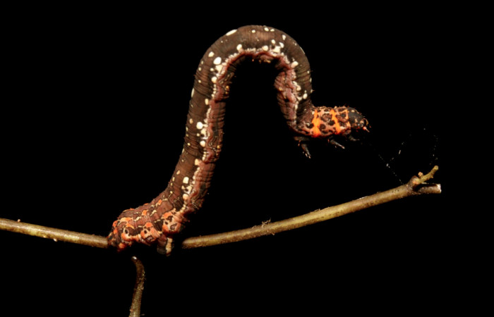 Figura 2. Larva <i>Eusarca minucia</i></i> (Geometridae), último estadio posición lateral, mide 40 mm aproximadamente. Planta hospedera <i>Peperomia angularis)</i></i> (Piperaceae). Voucher: 10-SRNP-44380-DHJ478660.jpg.