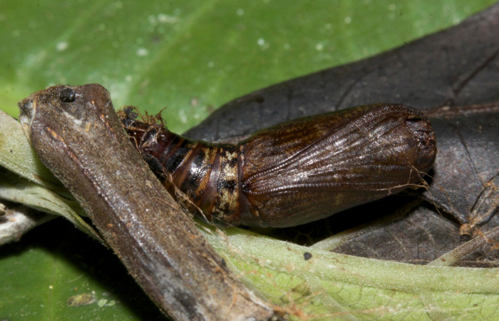 Figura 20. Pupa <i>Eusarca crameraria</i></i> (Geometridae), mide 16 mm aproximadamente. Voucher: 19-SRNP-30332-DHJ749700.jpg.