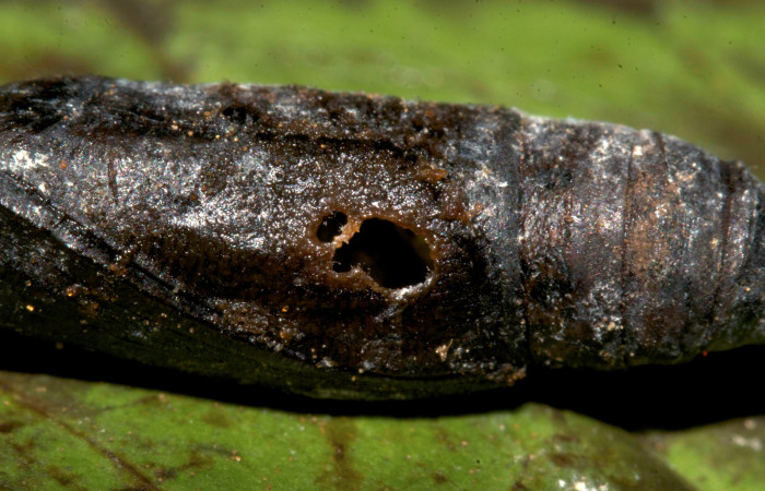 Figura 22. Restos de pupa parasitada por (Tachinidae), mide 10 mm aproximadamente. Voucher: 19-SRNP-30249-DHJ749682.jpg.