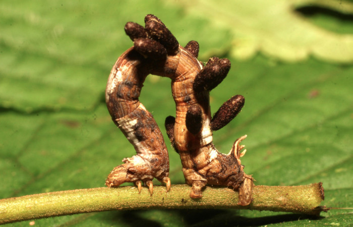 Figura 25. Capullos de (Braconidae), Voucher: 19-SRNP-35941-DHJ770322.jpg.