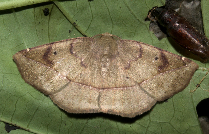 Figura 26. Adulto de <i>Eusarca minucia</i></i> (Geometridae) mide 27 milímetros, posición dorsal parte enfocada el tórax y alas. Voucher: 19-SRNP-30008-DHJ749293.jpg.