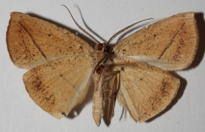 Figura 27. Adulto de <i>Eusarca minucia</i></i> (Geometridae) mide 31 milímetros, posición ventral parte enfocada el apdomen y alas. Voucher: 17-SRNP-73073-DHJ935155.
