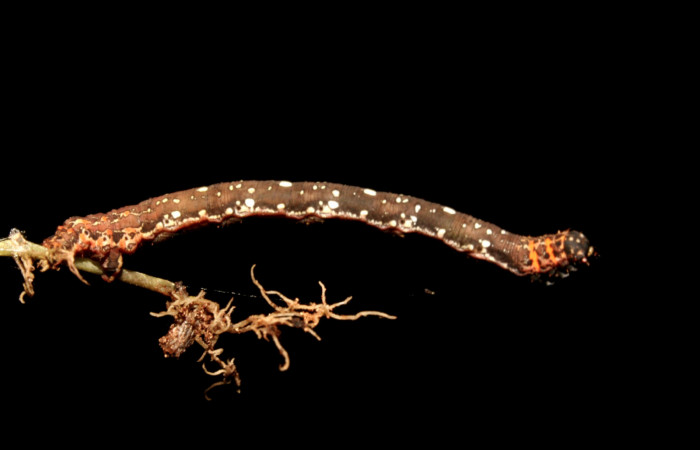 Figura 2. Larva <i>Eusarca minucia</i></i> (Geometridae), último estadio posición lateral, mide 40 mm aproximadamente. Planta hospedera <i>Peperomia angularis)</i></i> (Piperaceae). Voucher: 10-SRNP-44380-DHJ478660.jpg.