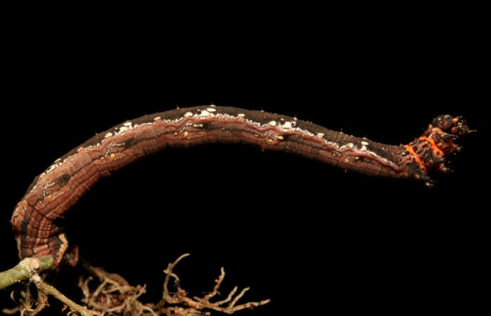 Figura 4. Larva <i>Eusarca minucia</i></i> (Geometridae), último estadio posición lateral, mide 40 mm aproximadamente. Planta hospedera <i>Peperomia angularis)</i></i> (Piperaceae). Voucher: 10-SRNP-44380-DHJ478656.jpg.