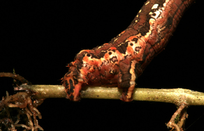 Figura 5. Larva <i>Eusarca minucia</i></i> (Geometridae), último estadio posición patas lateral, mide 40 mm aproximadamente. Planta hospedera <i>Peperomia angularis)</i></i> (Piperaceae). Voucher: 10-SRNP-44380-DHJ478654.jpg.