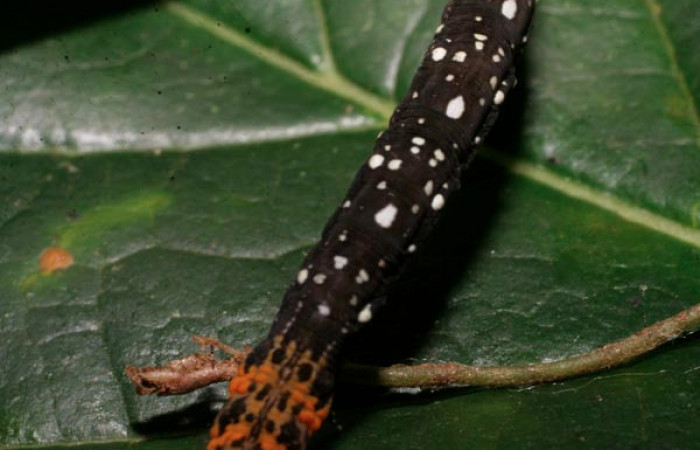Figura 6. Larva <i>Eusarca minucia</i></i> (Geometridae), último estadio posición dorsal, mide 40 mm aproximadamente. Planta hospedera <i>Peperomia angularis)</i></i> (Piperaceae). Voucher: 08-SRNP-24275-DHJ448968.jpg.
