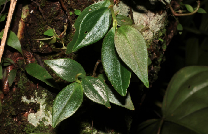 Figura 7. Planta hospedera <i> Peperomia angularis</i></i> (Piperaceae), una de las plantas donde se alimenta la larva de <i>Eusarca minucia</i></i> (Geometridae). Foto tomada por Roster Moraga, en estacion biológica el Hacha ACG, en la quebrada lajosa el 06 noviembre del 2020.