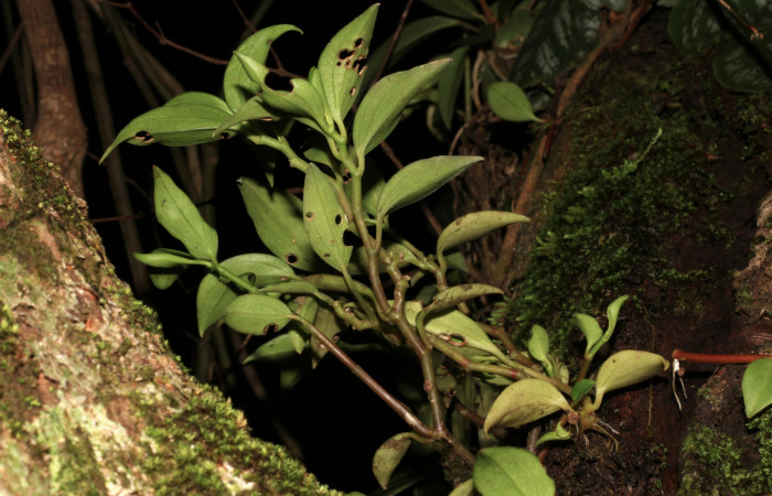 Figura 8. Planta hospedera <i> Peperomia angularis</i></i> (Piperaceae), una de las plantas donde se alimenta la larva de <i>Eusarca minucia</i></i> (Geometridae). Foto tomada por Roster Moraga, en estacion biológica el Hacha ACG, en la quebrada lajosa el 06 noviembre del 2020.