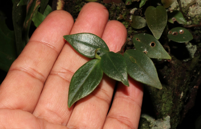 Figura 9. Planta hospedera <i> Peperomia angularis</i></i> (Piperaceae), una de las plantas donde se alimenta la larva de <i>Eusarca minucia</i></i> (Geometridae). Foto tomada por Roster Moraga, en estacion biológica el Hacha ACG, en la quebrada lajosa el 06 noviembre del 2020.