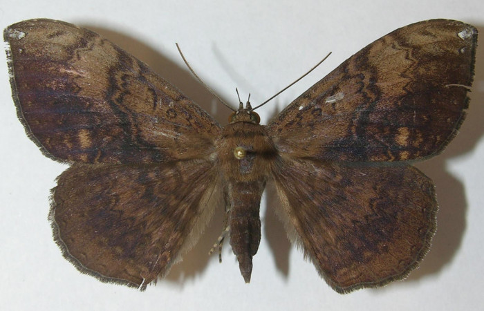 Fig. 1 Vista dorsal de la hembra <i>Hemeroblemma leontia</i></i> (Erebidae). (10-SRNP-13041-DHJ539400).
