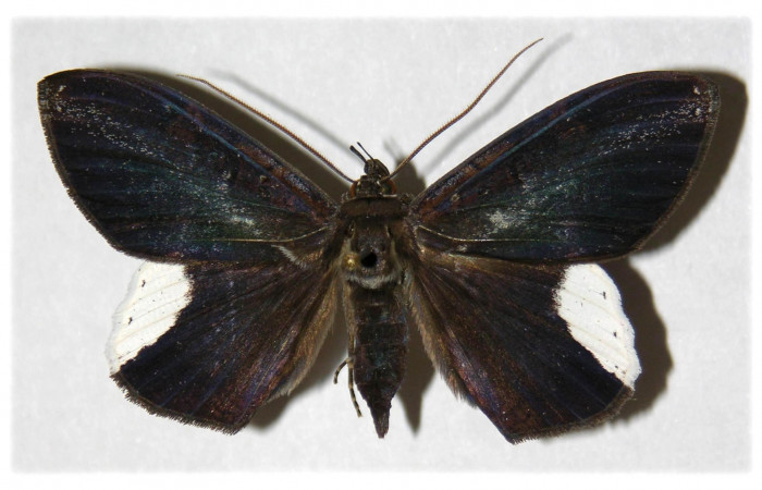Fig. 3 Vista dorsal del macho <i>Hemeroblemma leontia</i></i> (Erebidae). (03-SRNP-15993-DHJ314222).