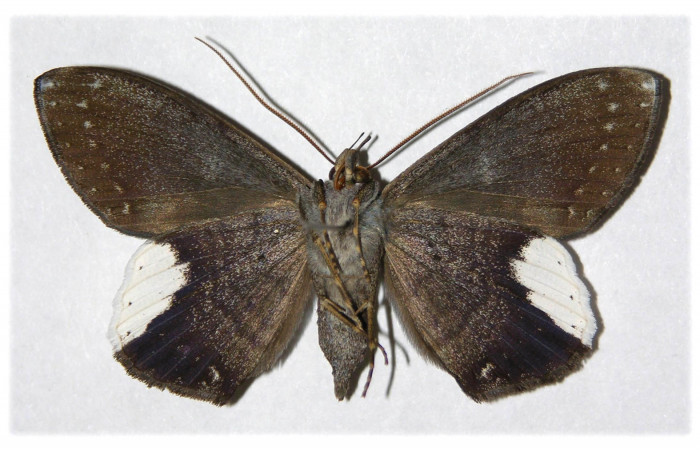 Fig. 4 Vista ventral del macho <i>Hemeroblemma leontia</i></i> (Erebidae). (03-SRNP-15993-DHJ314223).