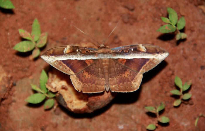 Fig. 5 Posición dorsal de un macho <i>Hemeroblemma opigena</i></i> (Erebidae). 20 de Julio 2020 Agua Buena; Sector El Hacha. (20-SRNP-21161-DHJ773527).