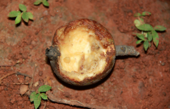 Fig. 6 Fruto maduro de <i>Genipa americana</i></i> (Rubiaceae) caido al suelo 20 de Julio 2020; Agua Buena Sector El Hacha. (20-SRNP-21161-DHJ773528).