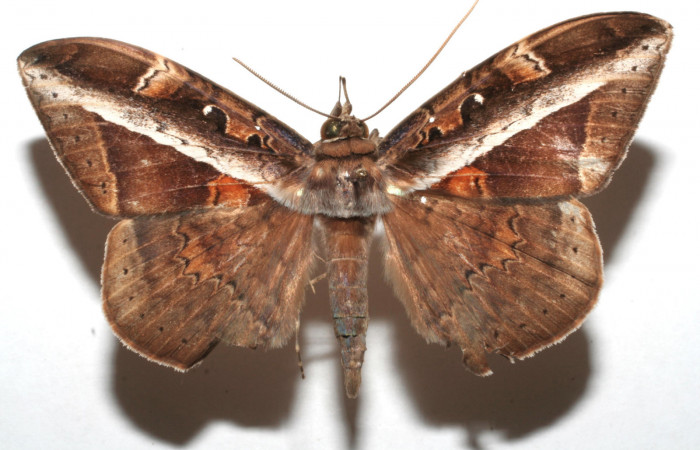 Fig. 7  Vista dorsal del macho <i>Hemeroblemma opigena</i></i> (Erebidae). (07-SRNP-110207-DHJ620171).