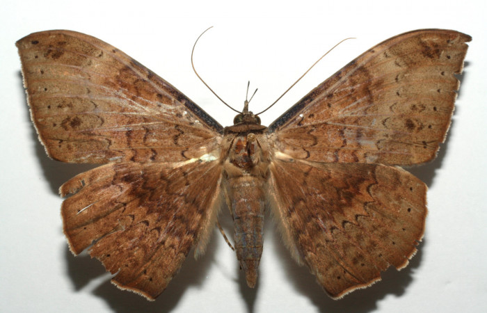 Fig. 8  Vista dorsal de la hembra <i>Hemeroblemma opigena</i></i> (Erebidae). (12-SRNP-104134-DHJ671067).