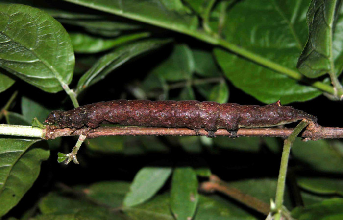 Fig. 9  Último estadio de la oruga <i>Hemeroblemma leontia</i></i> (Erebidae) alimentándose de <i>Guettarda foliacea</i></i> (Rubiaceae). (03-SRNP-15992-DHJ400993).
