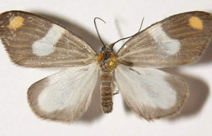 Fig. 1 Adulto vista dorsal hembra de <i>Nebulosa erymas</i></i> (Notodontidae) mide 25 mm. Sendero Nayo, Sector Cacao, 1090m. 98-SRNP-2204-DHJ300114.