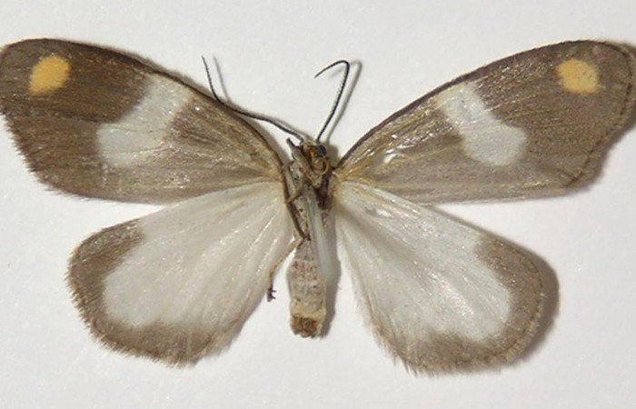 Fig. 2 Adulto vista ventral hembra de <i>Nebulosa erymas</i></i> (Notodontidae) mide 25 mm. Sendero Nayo, Sector Cacao, 1090m. 98-SRNP-2204-DHJ300115.