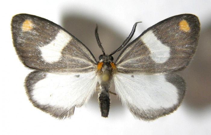 Fig. 3 Adulto vista ventral macho de <i>Nebulosa erymas</i></i> (Notodontidae) mide 51 mm. Sendero Nayo, Sector Cacao, 1090m. 06-SRNP-35779-DHJ350492.