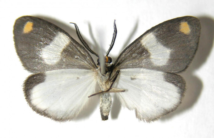 Fig. 4 Adulto vista ventral macho de <i>Nebulosa erymas</i></i> (Notodontidae) mide 51 mm. Sendero Nayo, Sector Cacao, 1090m. 06-SRNP-35779-DHJ350493.