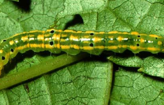 Fig. 5 Larva <i>Nebulosa erymas</i></i> (Notodontidae) mide 22 mm. Sendero Nayo, Sector Cacao, 1090m. 97-SRNP-1156-DHJ40968.jpg