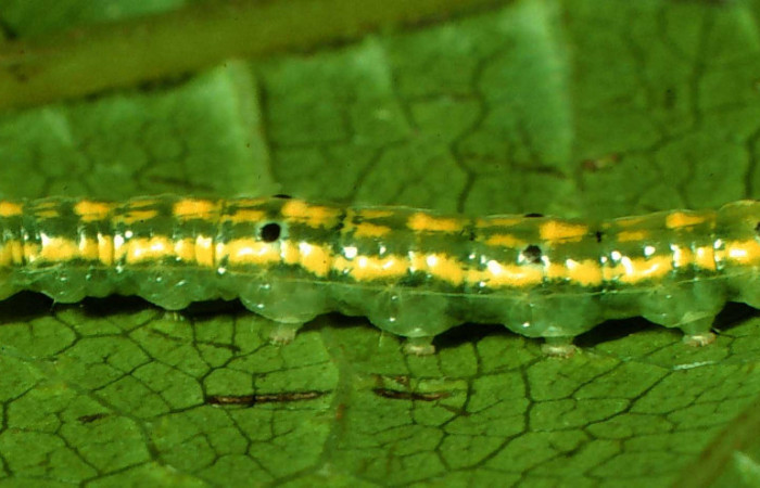 Fig. 6 Larva <i>Nebulosa erymas</i></i> (Notodontidae) mide 51 mm. Sendero Nayo, Sector Cacao, 1090m. 97-SRNP-1156-DHJ40969.jpg