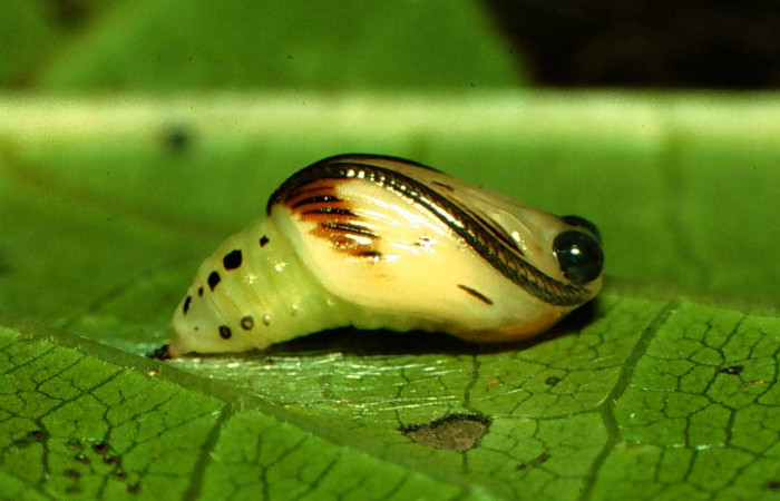 Fig. 7 Larva <i>Nebulosa erymas</i></i> (Notodontidae) mide 8 mm. Sendero Nayo, Sector Cacao, 1090m. 97-SRNP-1140-DHJ40926.jpg