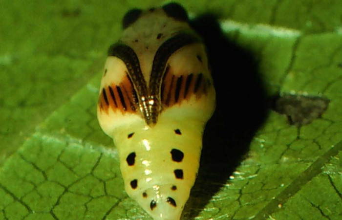 Fig. 8 Larva <i>Nebulosa erymas</i></i> (Notodontidae) mide 8 mm. Sendero Nayo, Sector Cacao, 1090m. 97-SRNP-1140-DHJ40929.jpg