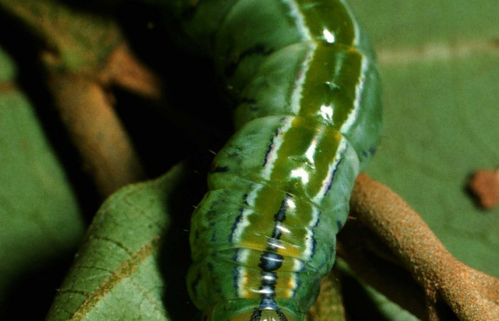 Fig.10Vista Frontal <i>Drugera</i></i> moronaDHJ02 (Notodontidae), se colectó 20 julio 2001, Sector Rincon Rain Forest , Sendero Parcela, 375mts.(01-SRNP-5450-DHJ59131.jpg).