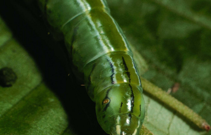 Fig.11 Vista trasera <i>Drugera</i></i> moronaDHJ02 (Notodontidae), se colectó 20 julio 2001, Sector Rincon Rain Forest , Sendero Parcela, 375mts.(01-SRNP-5450-DHJ59123.jpg).