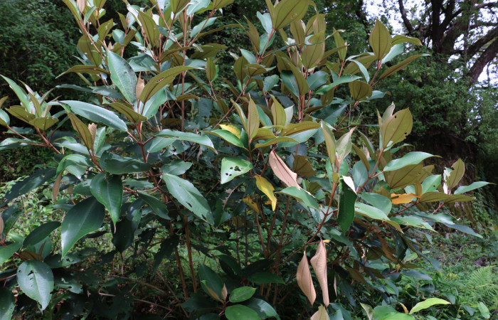 Fig.12 Planta <i>Miconia argentea</i></i> (Melastomataceae), hospedera de <i>Drugera</i></i> mimicaDHJ01 (Notodontidae), Estación Santa Maria. Foto,  Elieth Cantillano, 19 Octubre 2020.
