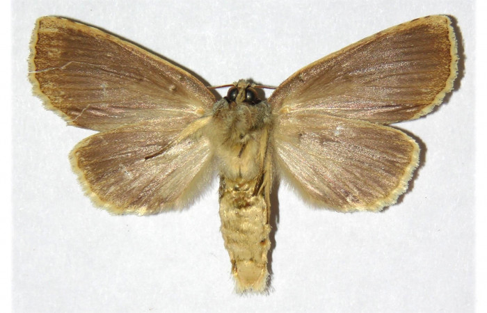 Fig.2 Vista ventra de hembra <i>Drugera </i></i>mimicaDHJ01 (Notodontidae )eclosionó 18 Diciembre 1998, Sector Orosi, Madero, 510mts. (98-SRNP-13899-DHJ311581.jpg).