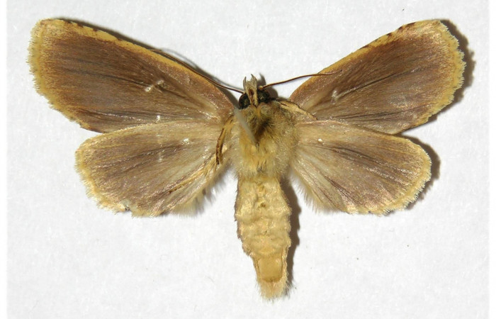 Fig.4 Vista ventra de hembra <i>Drugera </i></i>moronaDHJ02 (Notodontidae) eclosionó 04 Octubre 2004, Sector Rincon Rain Forest, Rio Fracia Arriba, 400mts. (04-SRNP-42219-DHJ311547.jpg).