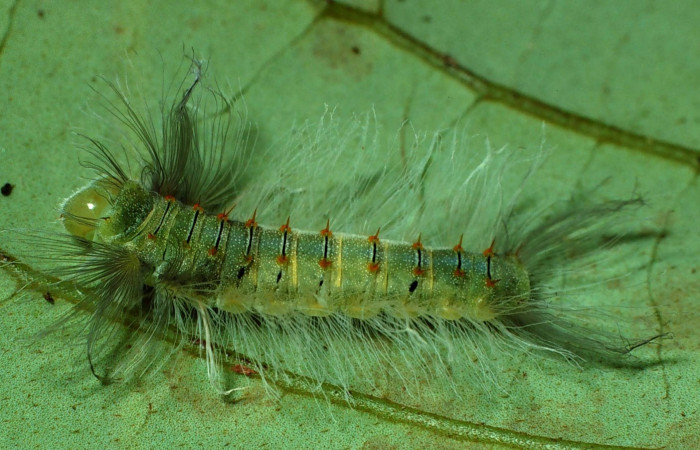 Figura 5. Larva en último estadio <i>Brachyglenis dinora</i></i>, (Riodinidae), alimentándose en <i>Myrcia splendens</i></i> (Myrtaceae), posición dorsal, Sector Pitilla, Quebradona (elevación 475 metros). 27 Noviembre 2010. (01-SRNP-22274-DHJ62631.jpg).