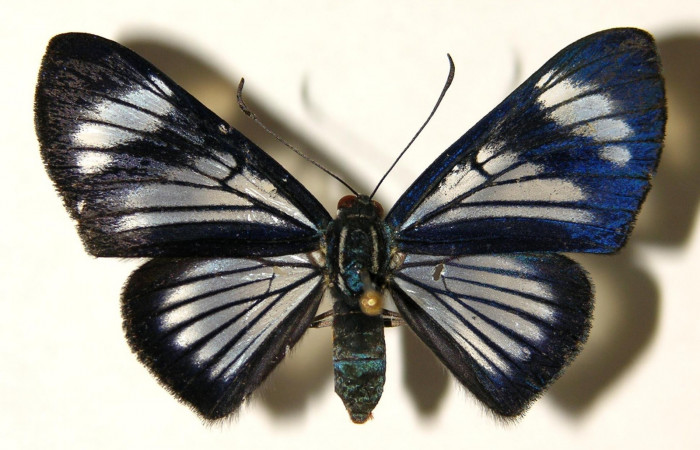 Figura 1. Adulto de <i>Brachyglenis dinora</i></i>, (Riodinidae), posición vista dorsal (macho). (01-SRNP-22274-DHJ91910.jpg).