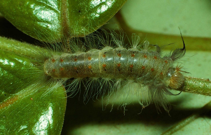 Figura 3. Larva en cuarto estadio <i>Brachyglenis dinora</i></i>, (Riodinidae), alimentándose en <i>Myrcia splendens</i></i> (Myrtaceae), posición dorsal, Sector San Cristobal, Río Blanco Abajo (elevación 500 metros). 3 Noviembre 2001. (01-SRNP-22275-DHJ62634.jpg)