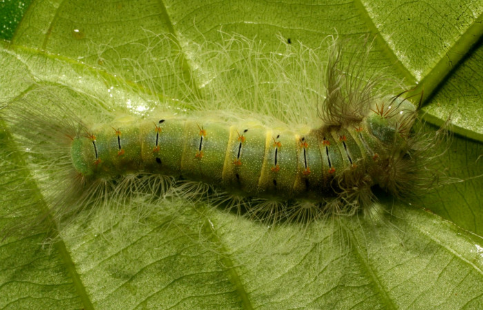 Figura 4. Larva en último estadio <i>Brachyglenis dinora</i></i>, (Riodinidae), alimentándose en <i>Myrcia splendens</i></i> (Myrtaceae), posición dorsal, Sector Pitilla, Quebradona (elevación 475 metros). 27 Noviembre 2010. (10-SRNP-73312-DHJ480059.jpg).