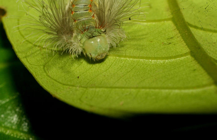 Figura 6. Larva en último estadio <i>Brachyglenis dinora</i></i>, (Riodinidae), alimentándose en <i>Myrcia splendens</i></i> (Myrtaceae), posición cabeza, Sector Pitilla, Quebradona (elevación 475 metros). 27 Noviembre 2010. (10-SRNP-73312-DHJ480072.jpg).