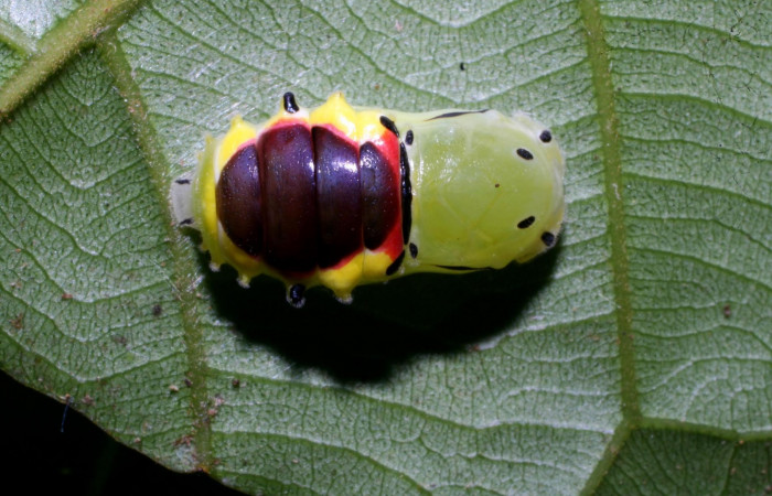 Figura 7. Pupa de <i>Brachyglenis dinora</i></i>, (Riodinidae) posición dorsal en este estadio no se alimenta, Sector Pitilla, Quebradona, (elevación 475 metros). 21 Diciembre 2010. (10-SRNP-73312-DHJ480076).