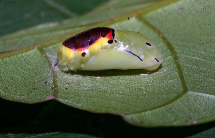 Figura 8. Pupa de <i>Brachyglenis dinora</i></i>, (Riodinidae) posición lateral en este estadio no se alimenta, Sector Pitilla, Quebradona, (elevación 475 metros). 21 Diciembre 2010. (10-SRNP-73312-DHJ480078).