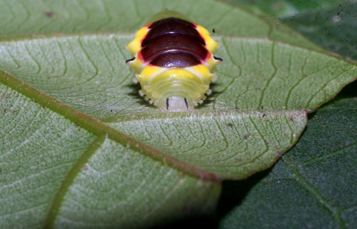 Figura 9. Pupa de <i>Brachyglenis dinora</i></i>, (Riodinidae) posición frente en este estadio no se alimenta, Sector Pitilla, Quebradona, (elevación 475 metros). 21 Diciembre 2010. (10-SRNP-73312-DHJ480079).